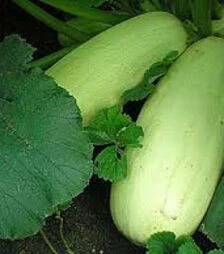 Насіння кабачка Грибовський, 20 г (Насіння України)