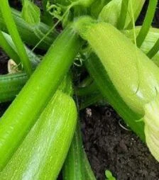 Семена кабачка Мэйтон F1, п.о. 250 семян (Libra Seeds)