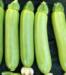 Семена кабачка Родан F1, п.о. 1 тыс. семян (Libra Seeds)