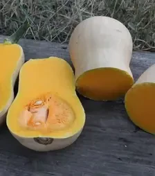 Семена тыквы Бертон F1, п.е. 500 семян (Asia Seed)