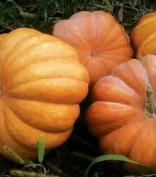 Насіння гарбузу Мускат де Прованс F1, п.о. 250 насінин (Vitalis)