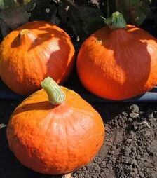 Насіння гарбузу Оранж Саммер F1, п.о. 250 насінин (Vitalis)