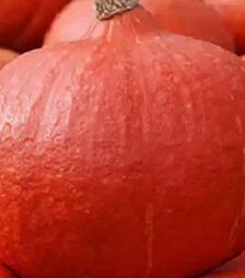 Насіння гарбузу Оранж Саммер F1, п.о. 500 насінин (Enza Zaden)