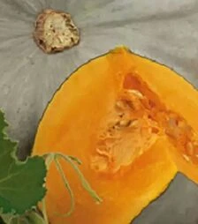 Насіння гарбузу Самсон F1, п.о. 500 насінин (Enza Zaden)