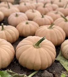 Насіння гарбузу Спеллкаст F1, п.о. 500 насінин (Enza Zaden)