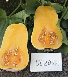 Семена тыквы UG 205 F1, п.е. 1000 семян (United Genetiks)