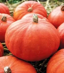 Семена тыквы Флекси Кури F1, п.е. 250 семян (Enza Zaden)