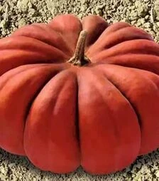 Насіння гарбузу Мускат де Прованс Hortus, 500 г (Коуел)