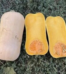 Семена тыквы Баррель F1, п.е. 500 семян (Spark Seeds)