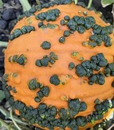 Семена тыквы Ворти Гоблин F1, п.е. 1 тыс. семян (Clause)