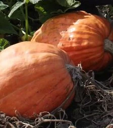 Семена тыквы Голиаш, 500 г (Moravoseed)