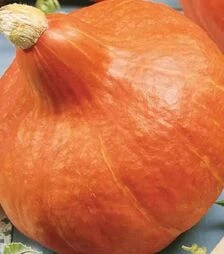 Семена тыквы Ухики Куры, 100 г (Moravoseed)