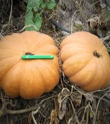 Семена тыквы Вест, 500 г (Lark Seeds)