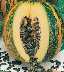 Семена тыквы Ольга, 1 кг (Moravoseed)