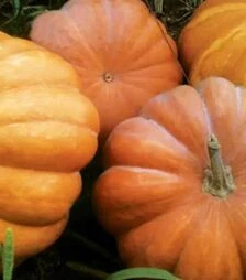 Насіння гарбузу Мускат де Прованс, 100 г (Clause)