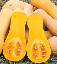 Насіння гарбуза Атлас F1, п.о. 100 насінин (Sakata)