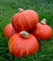 Насіння гарбуза Брайт Саммер F1, п.о. 3 шт (Leda Agro)