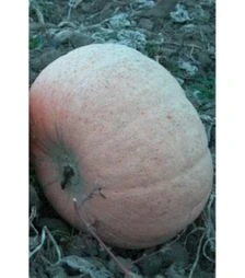 Насіння гарбуза Велтруска Обровська, 1 кг (Moravo Seed)