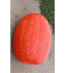 Насіння гарбуза Голіаш, 100 г (Moravo Seed)