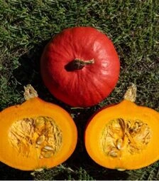 Насіння гарбуза Кенжі Курі F1 Organic, п.о. 250 насінин (Vitalis)