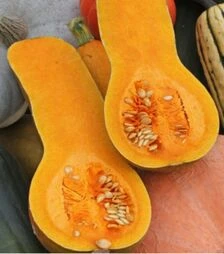 Насіння гарбуза Мускатний, 20 г (Елітний ряд)