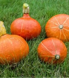 Насіння гарбуза Хакайдо Помаранчевий, 25 г (Semo)