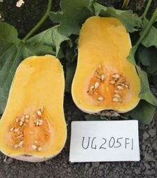 Насіння гарбуза ЮГ 205 F1, п.о. 1 тис. насінин (United Genetics)