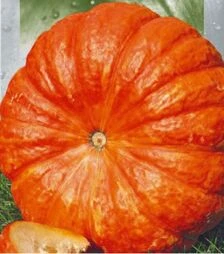 Насіння гарбуза Руж Віф де Тамп, 50 г (Leda Seeds)