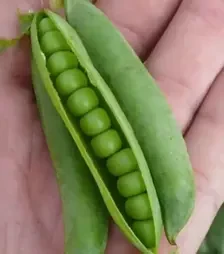 Насіння гороху Мегасайз, п.о. 100 тис. насінин (Spark Seeds)