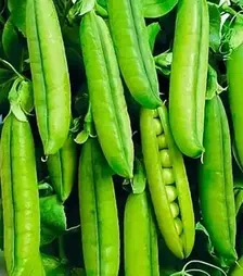 Насіння гороху Трофі, п.о. 200 тис. насінин (Syngenta)