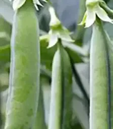 Насіння гороху Амалфі, п.о. 100 тис. насінин (Syngenta)