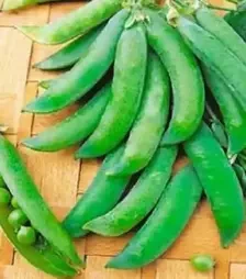 Насіння гороху Бінго, п.о. 100 тис. насінин (Syngenta)