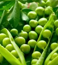 Насіння гороху Вальверде, п.о. 100 тис. насінин (Syngenta)