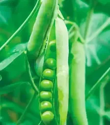 Насіння гороху Муціо, п.о. 100 тис. насінин (Syngenta)