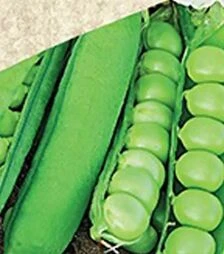 Насіння гороху Авола, 5 кг (Satimex)