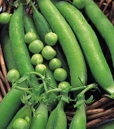 Насіння гороху Дізайн, п.о. 100 тис. насінин (Hazera)