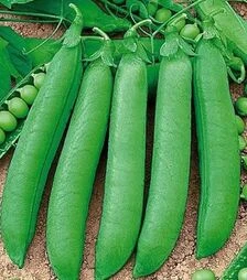 Насіння гороху Женева, п.о. 100 тис. насінин (Nunhems)