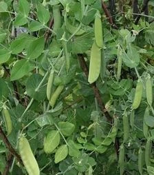 Насіння гороху Карубі, 5 кг (Коуел)