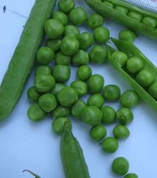 Насіння гороху Кінгсайз F1, п.о. 100 тис. насінин (Spark Seeds)