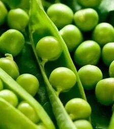 Насіння гороху Липтон, п.о. 100 тис. насінин (Hazera)