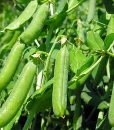 Насіння гороху Олл Сан, п.о. 100 тис. насінин (Hazera)