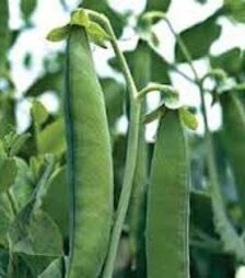 Насіння гороху Грюнді, п.о. 100 тис. насінин (Syngenta)