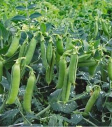 Насіння гороху Максі Голд, 1 кг (Agri Saaten)