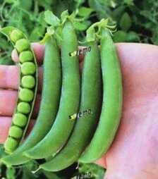 Насіння гороху Оскар, 250 г (Semo)