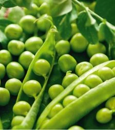 Насіння гороху Преладо, 100 г (Breeding Seeds)