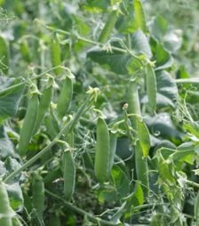 Насіння гороху Преладо, 0,25 кг (Syngenta)