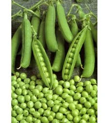 Насіння гороху Продіджі, п.о. 2,5 тис. насінин (Spark Seeds)