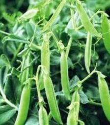 Насіння гороху Сомервуд, 1 кг (Syngenta)