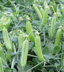 Насіння гороху Ельдорадо, п.о. 100 тис. насінин (Syngenta)