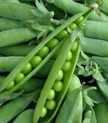 Насіння гороху Компана, п.о. 100 тис. насінин (Hazera)